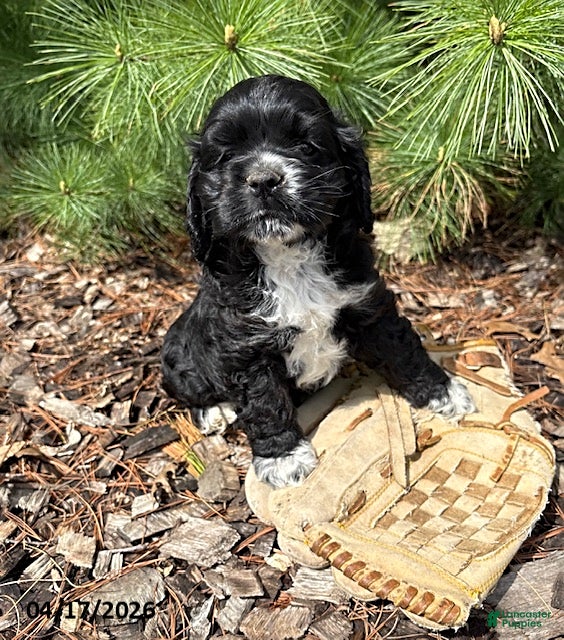 Cocker Spaniel dogs Daisy - Ad 1