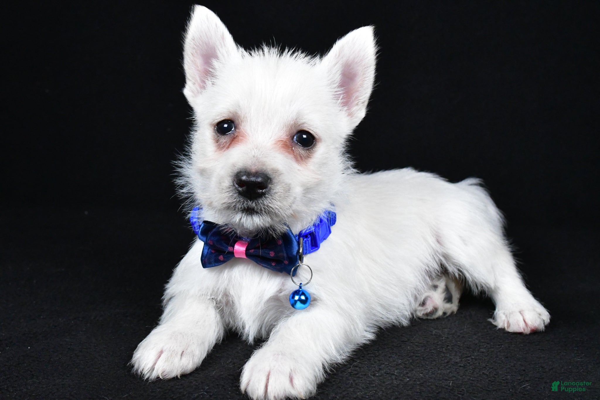 West Highland Terrier dogs Lincoln - Ad 2
