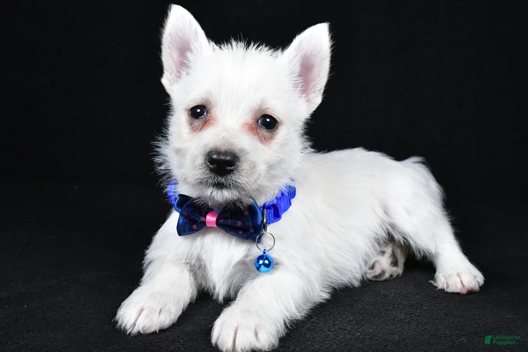 West Highland Terrier dogs for sale: Lincoln - Ad 2