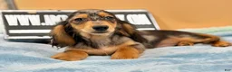 Miniature Dachshund dogs for sale: AKC GCH Frapp Russian blue eye - Ad 4