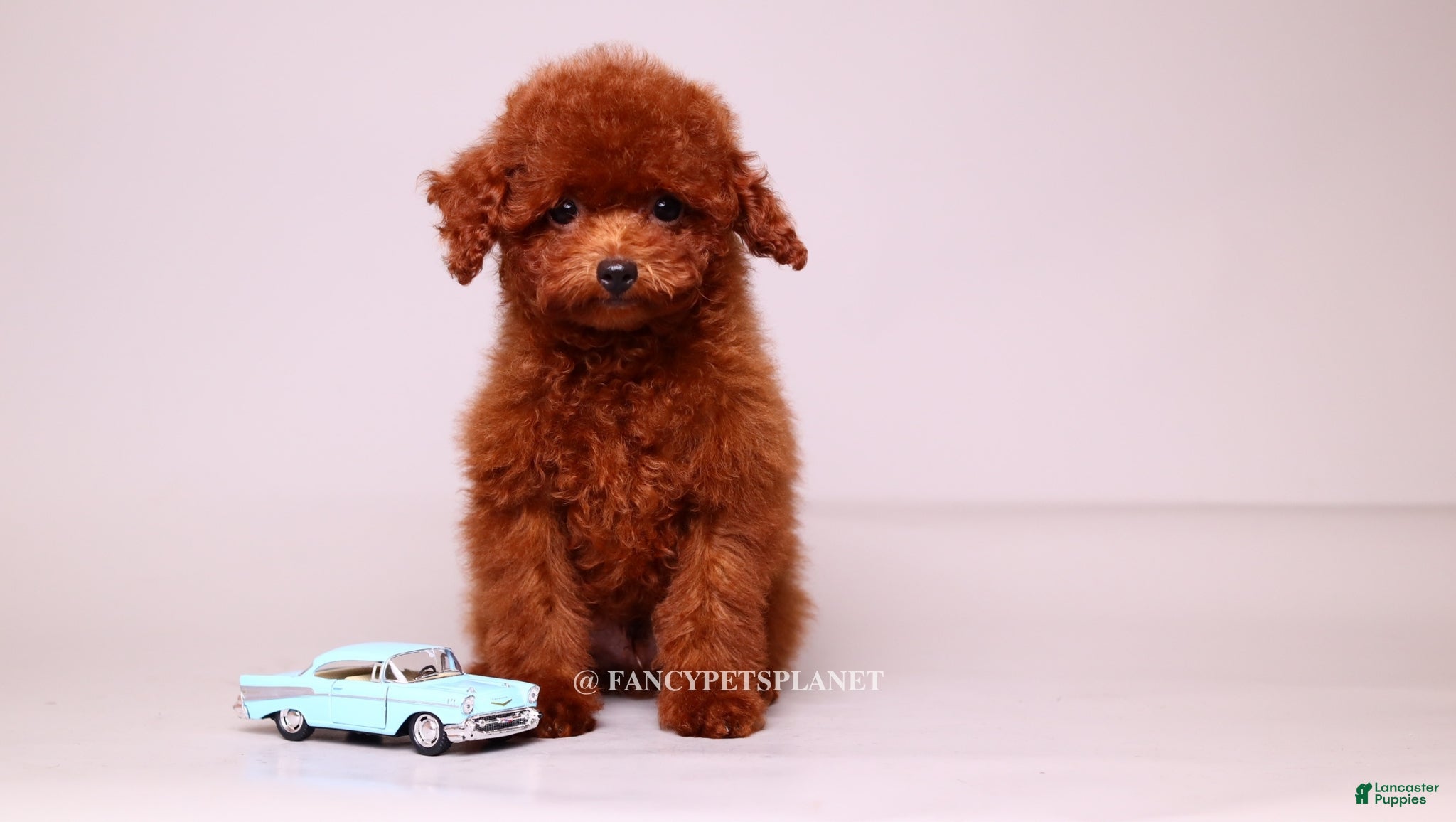 Toy Poodle dogs VISITA PER FORTUNA SHERI  - Ad 1