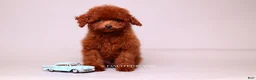 Toy Poodle dogs for sale: VISITA PER FORTUNA SHERI  - Ad 3