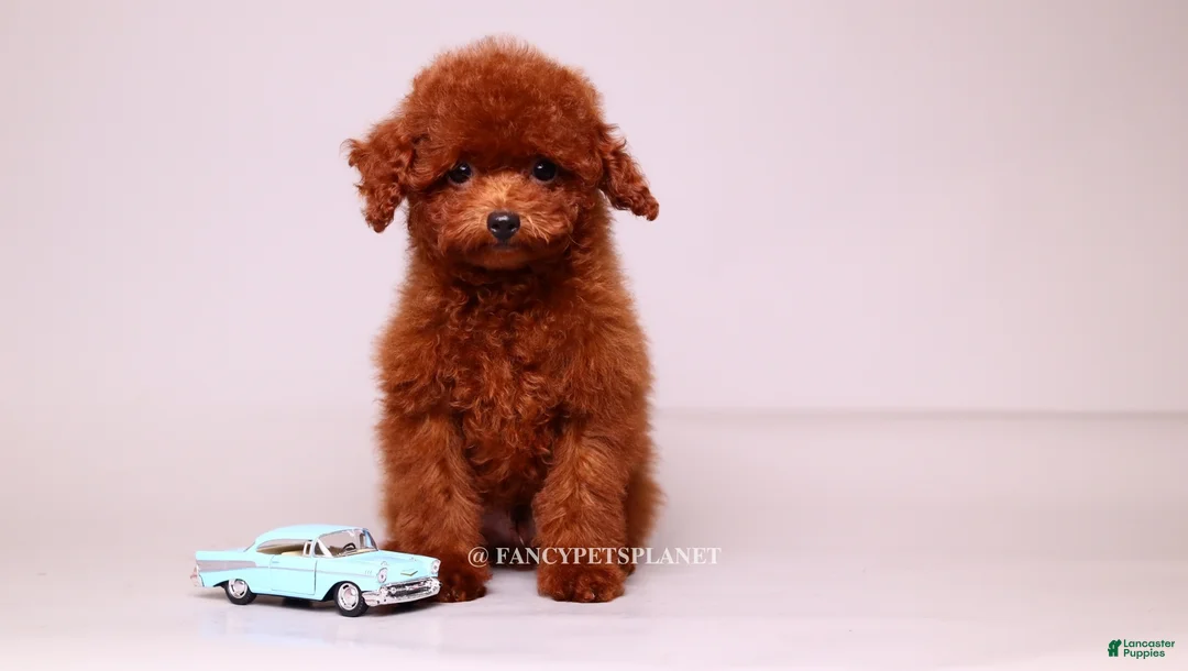 Toy Poodle dogs for sale: VISITA PER FORTUNA SHERI  - Ad 1