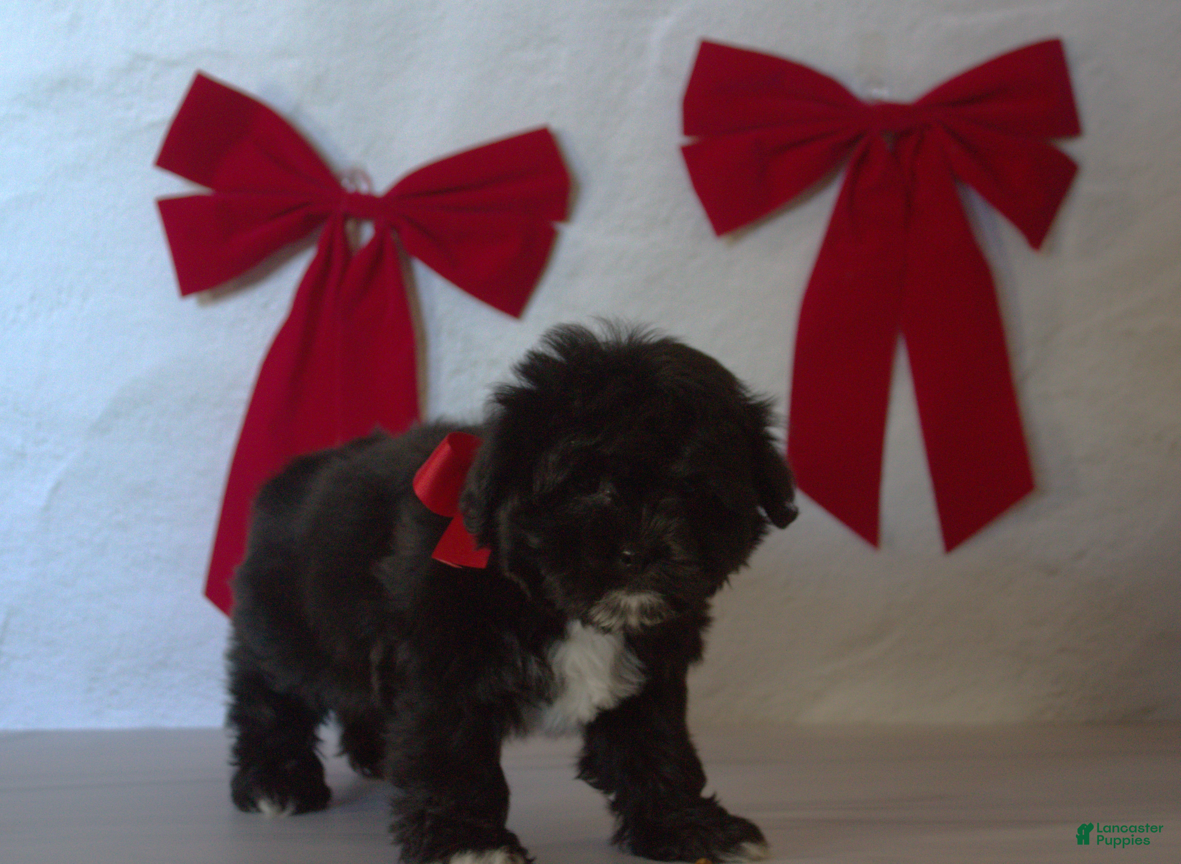 Teddy Bear dogs for sale: Holly  - Ad 2