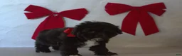 Teddy Bear dogs for sale: Holly  - Ad 2