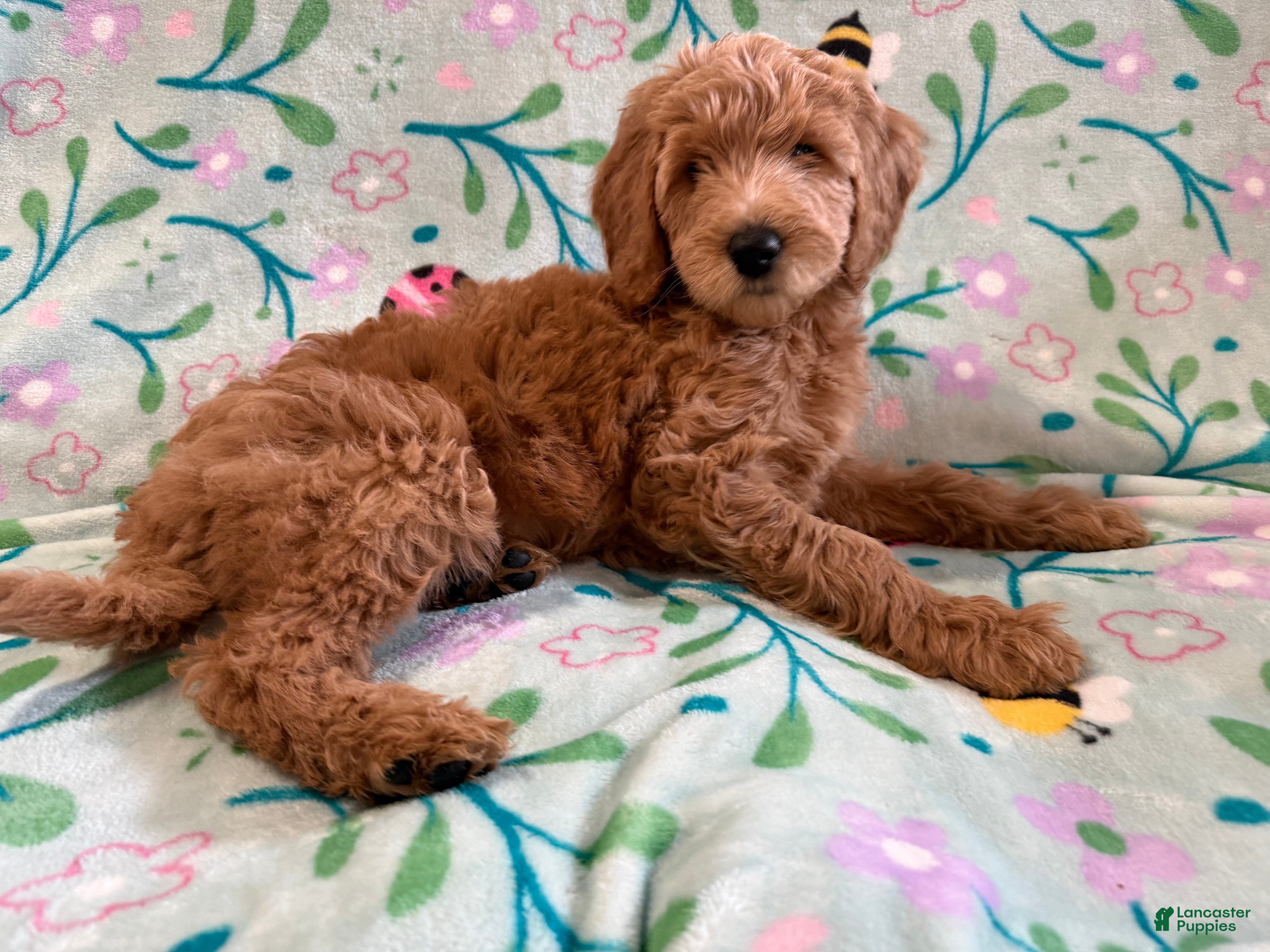 Goldendoodle dogs Starry - Ad 1