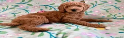 Goldendoodle dogs for sale: Starry - Ad 1