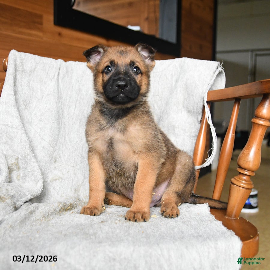 Mixed Breed dogs Thunder - Ad 1