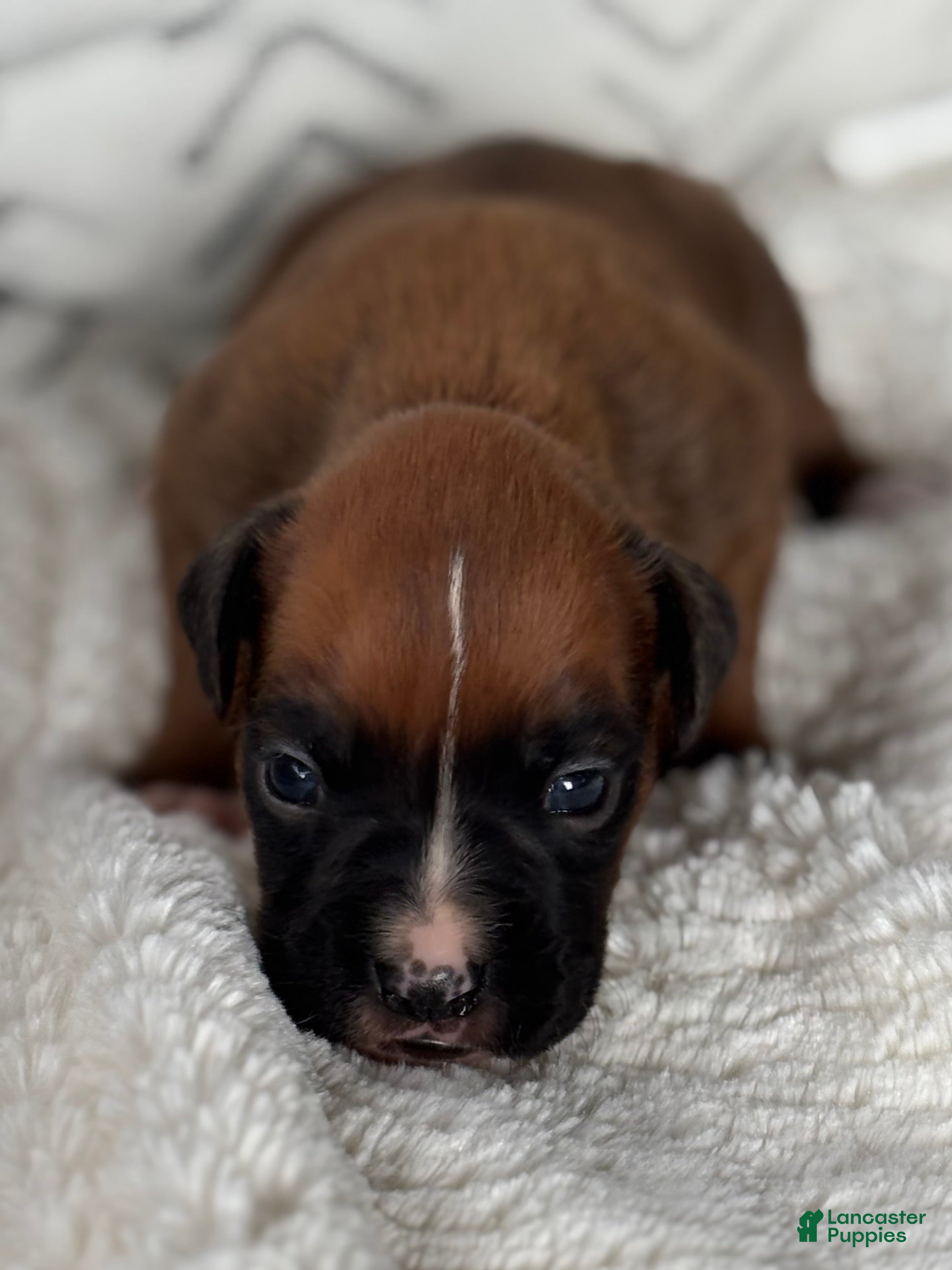 Boxer dogs Rex - Ad 2