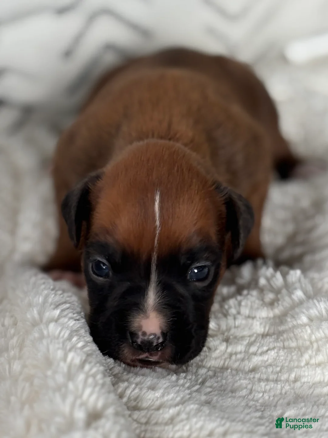 Boxer dogs for sale: Rex - Ad 2