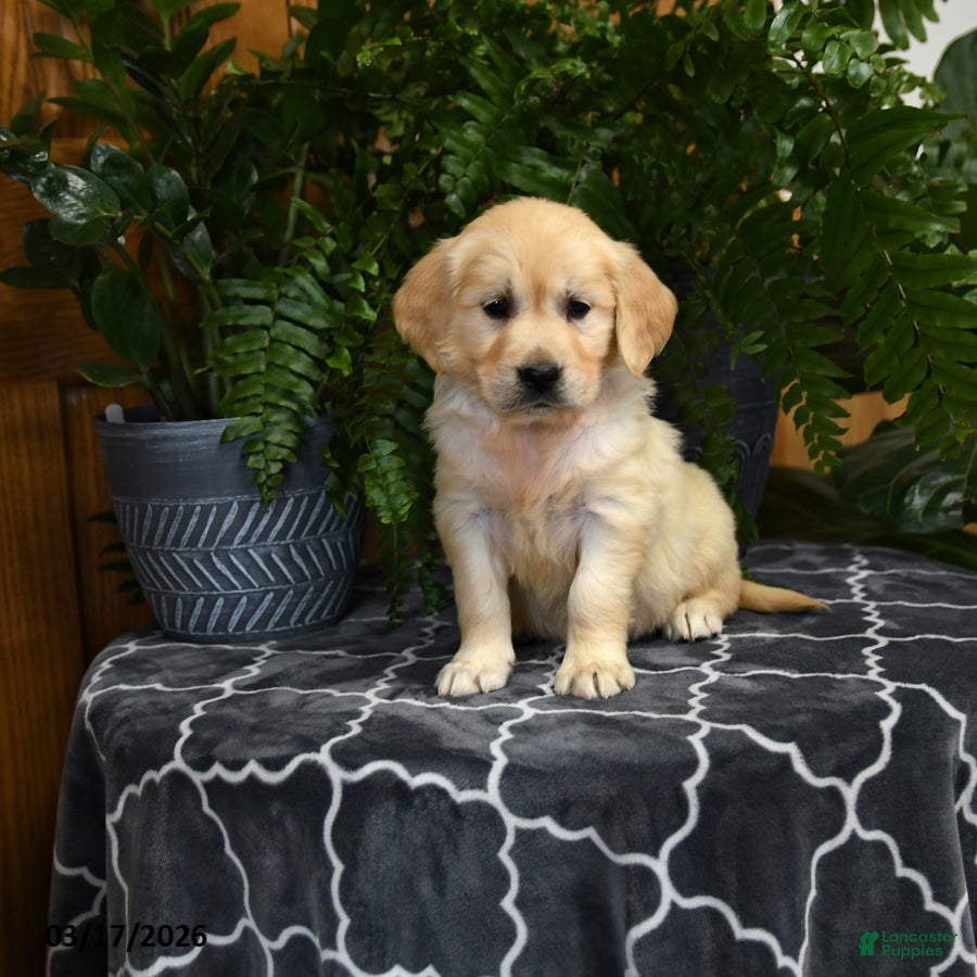 Golden Retriever dogs for sale: Honey - Ad 2