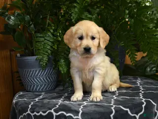 Golden Retriever dogs for sale: Honey - Ad 2