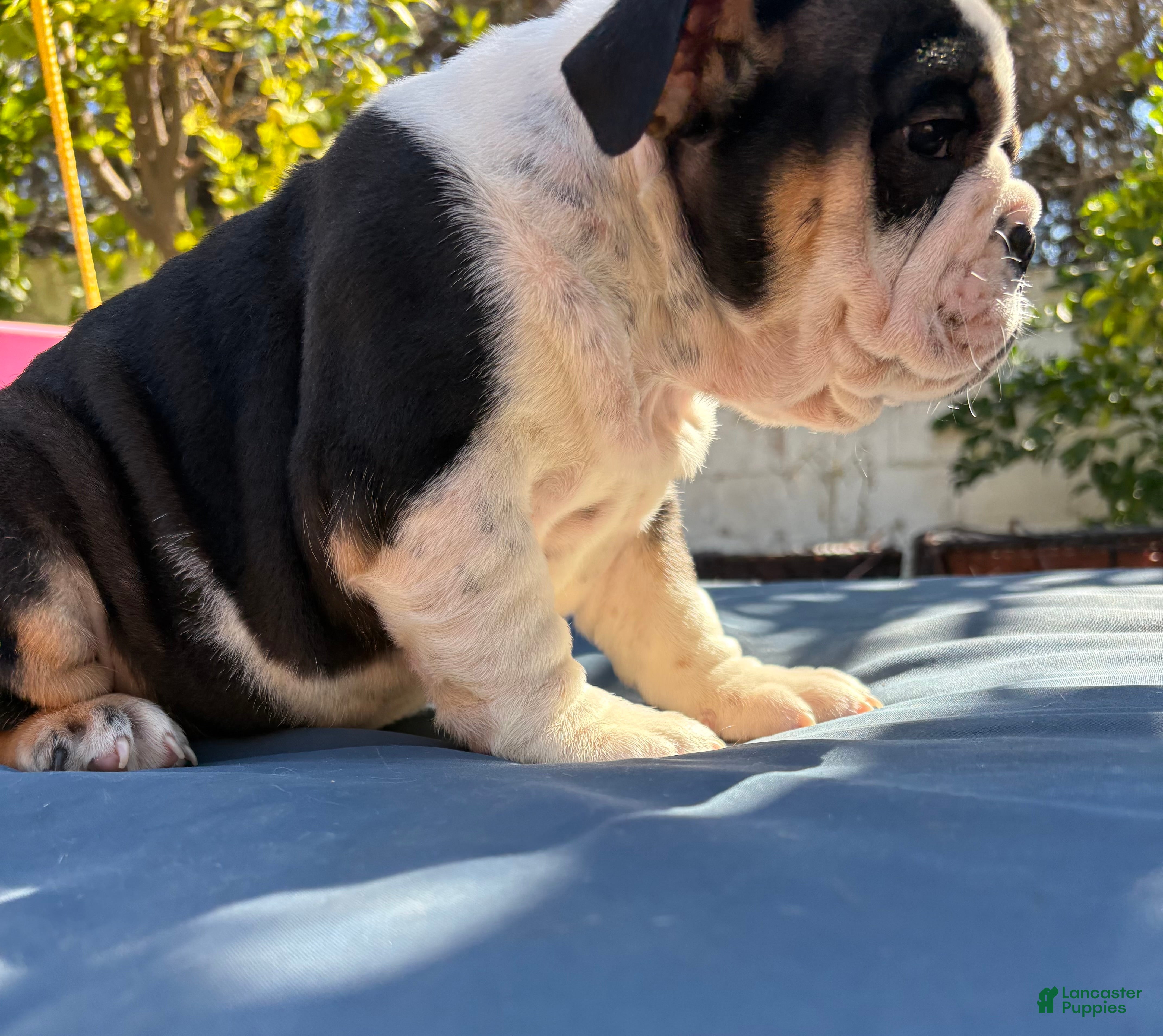 English Bulldog dogs Lucy/mini bulldog - Ad 2