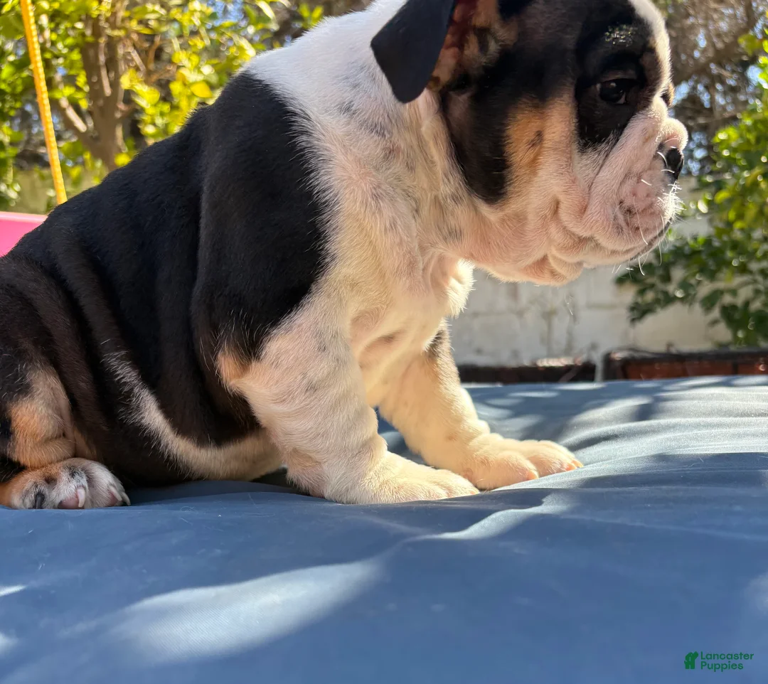 English Bulldog dogs for sale: Lucy/mini bulldog - Ad 2
