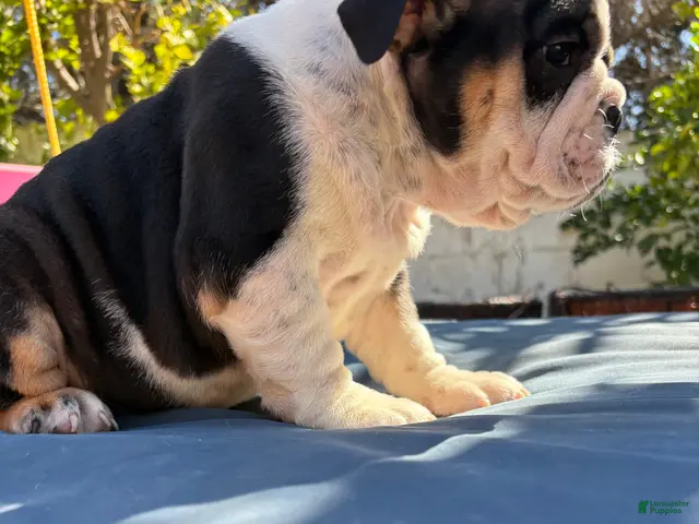 English Bulldog dogs for sale: Lucy/mini bulldog - Ad 2