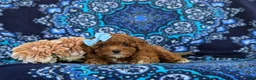 Toy Poodle dogs for sale: Shiloh 9 lbs Full Grown - Ad 5