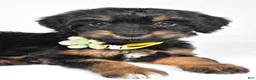 Mixed Breed dogs for sale: Tally - Ad 4