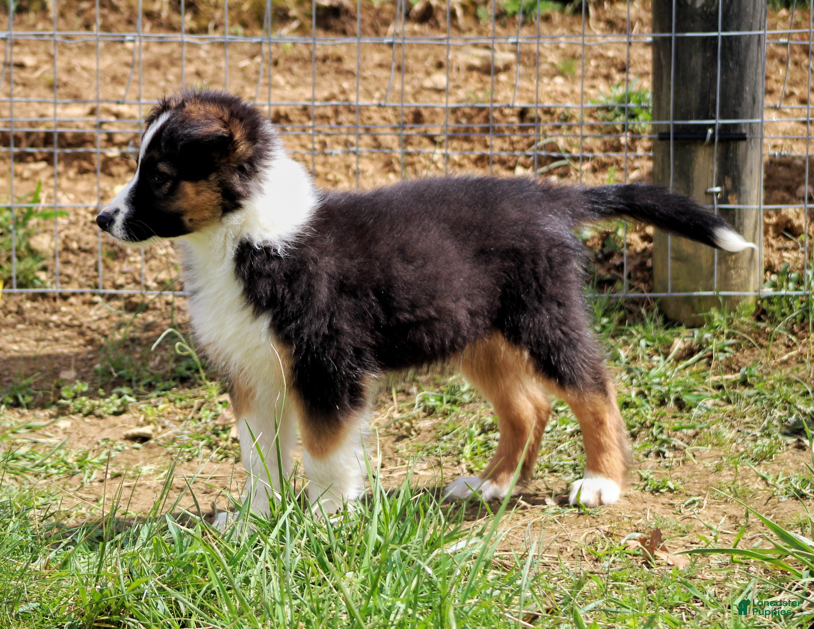 Mixed Breed dogs Rooster  - Ad 2