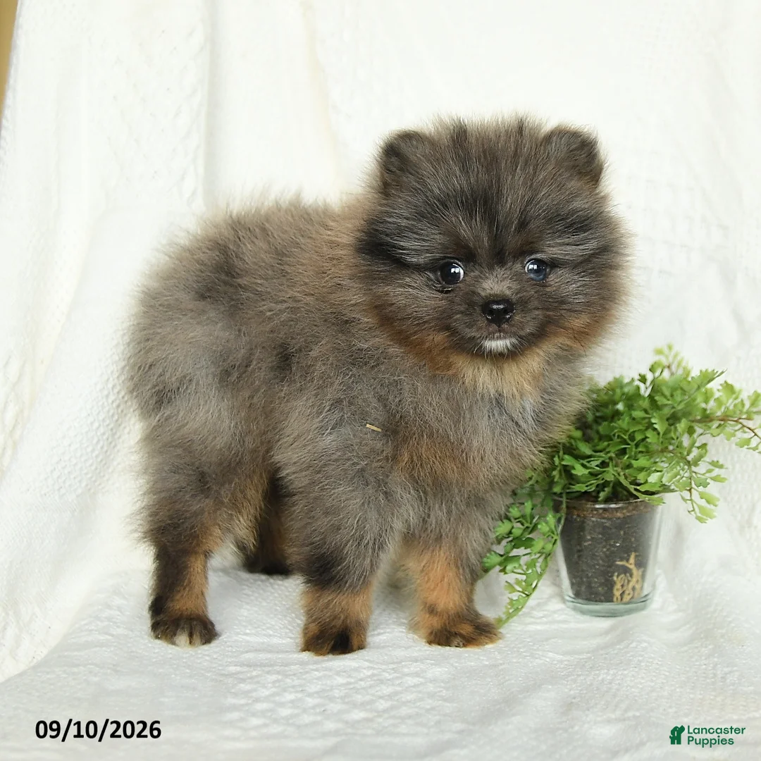 Pomeranian dogs for sale: Harley - Ad 3
