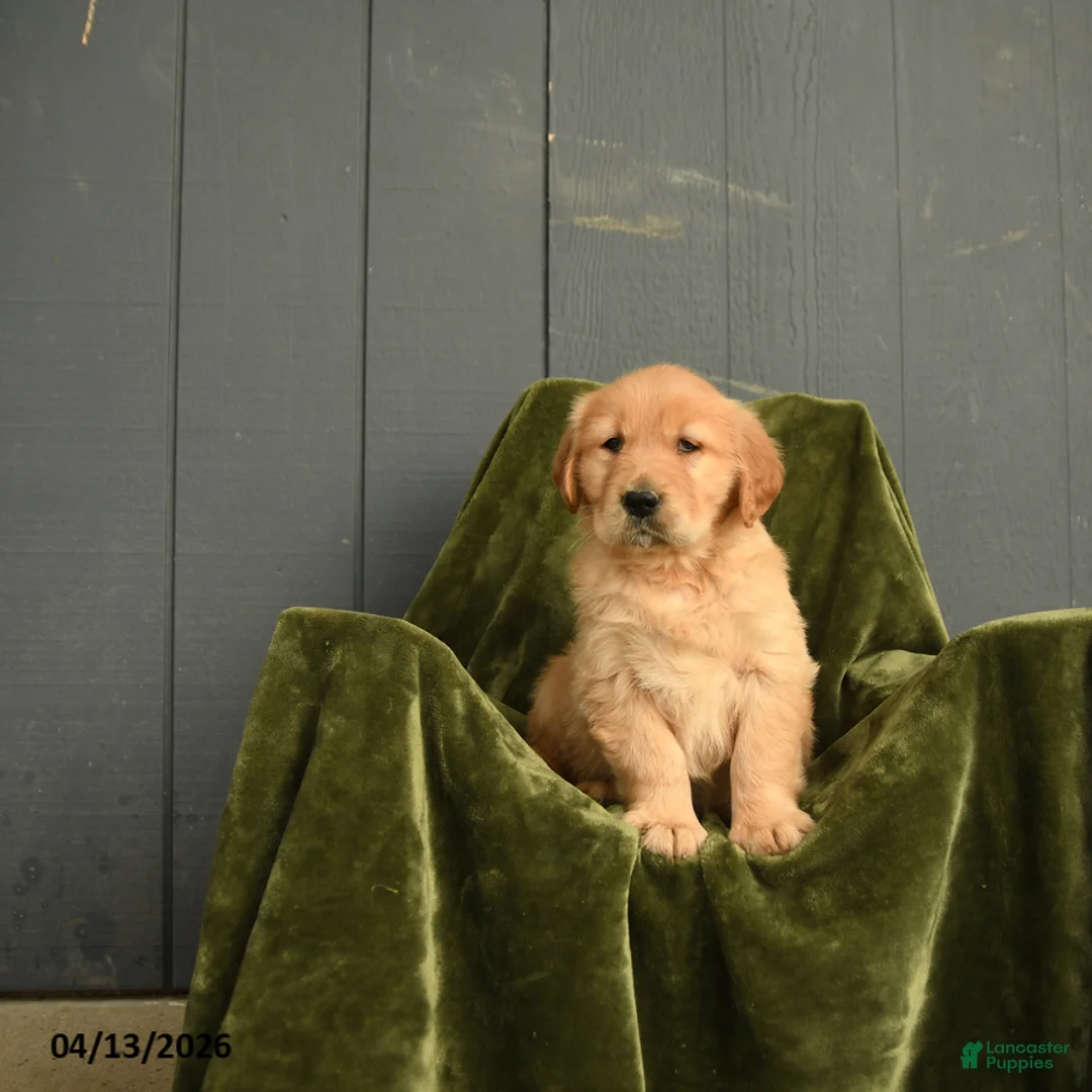 Golden Retriever dogs for sale: Wilhelmina - Ad 3