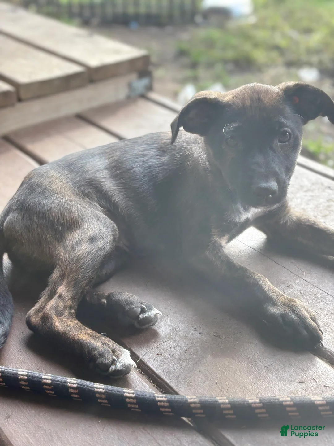 Xoloitzcuintle dogs for sale: Xoloitzcuintle 4 - Ad 2