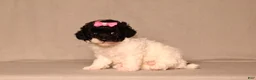 Miniature Poodle dogs for sale: Bailey - Ad 3