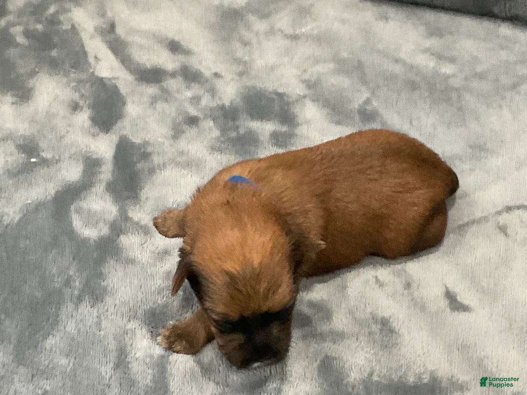 Shorkie dogs for sale: Mario - Ad 2