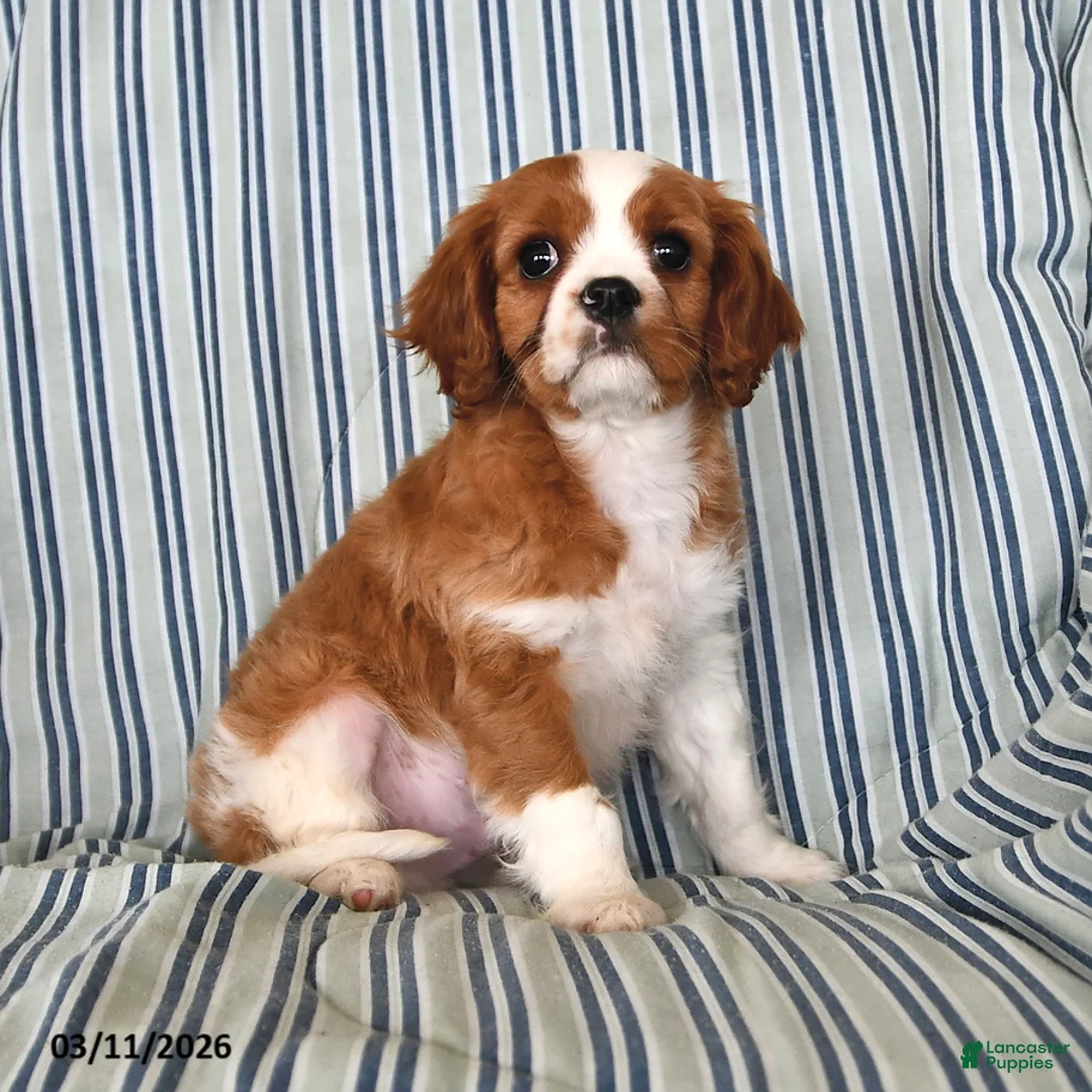 Cavalier King Charles Spaniel dogs for sale: Jasper - Ad 2