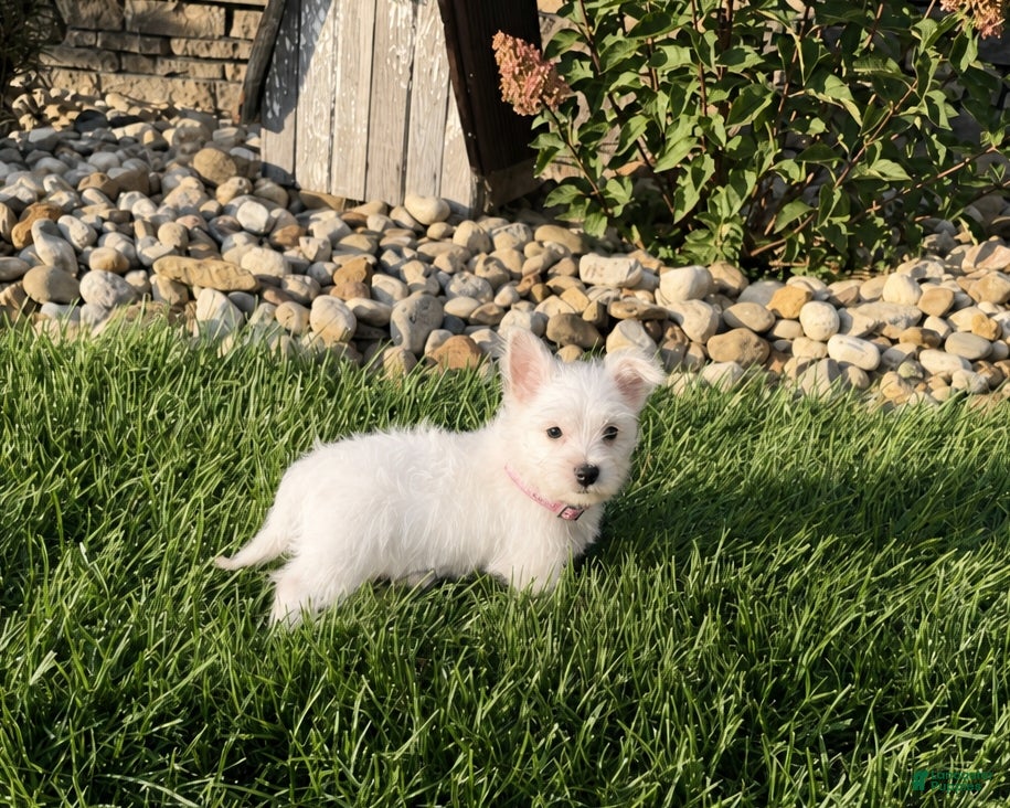 West Highland Terrier dogs Annie - Ad 2