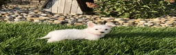 West Highland Terrier dogs for sale: Annie - Ad 2