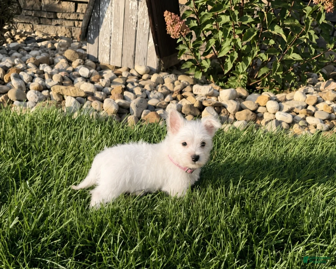 West Highland Terrier dogs for sale: Annie - Ad 2