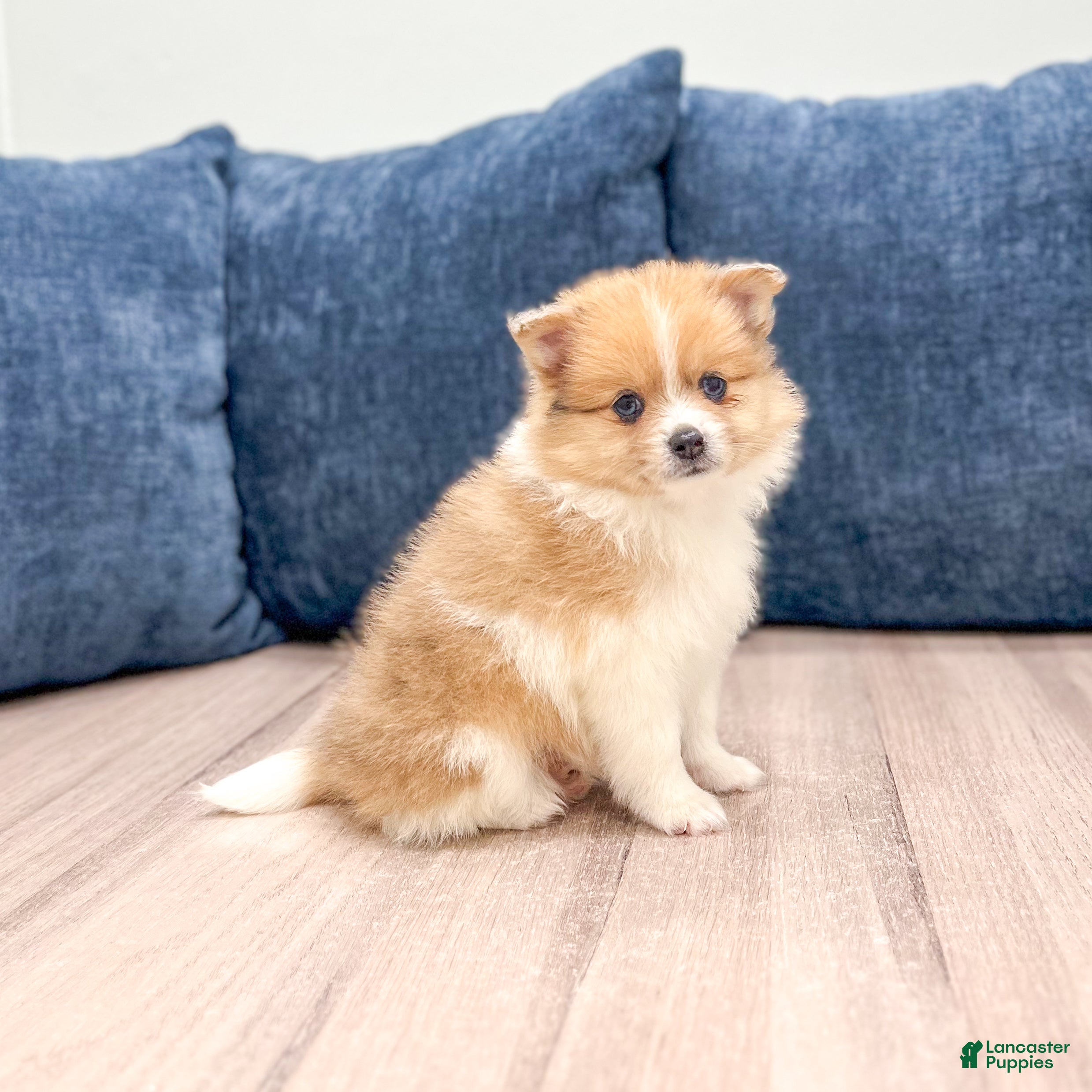 Pomeranian dogs Dolly - Ad 1