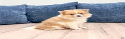 Pomeranian dogs for sale: Dolly - Ad 3