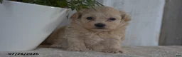 Maltipoo dogs for sale: Pearl - Ad 5