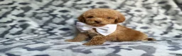 Cockapoo dogs for sale: Freddy - Ad 2