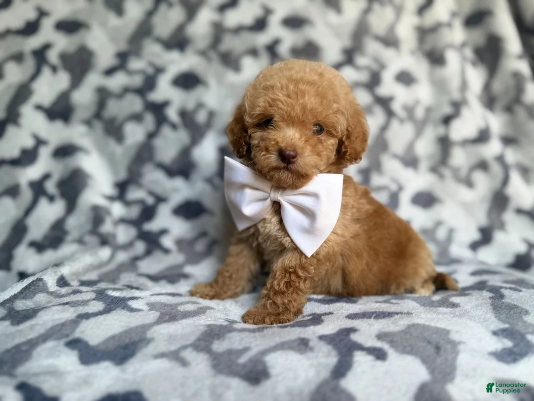 Cockapoo dogs for sale: Freddy - Ad 2