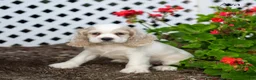 Cocker Spaniel dogs for sale: Ava - Ad 5