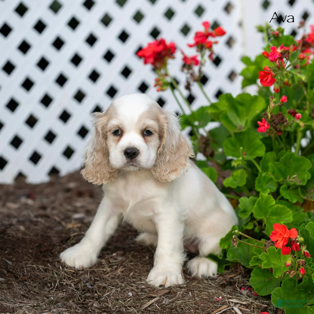 Cocker Spaniel dogs for sale: Ava - Ad 5