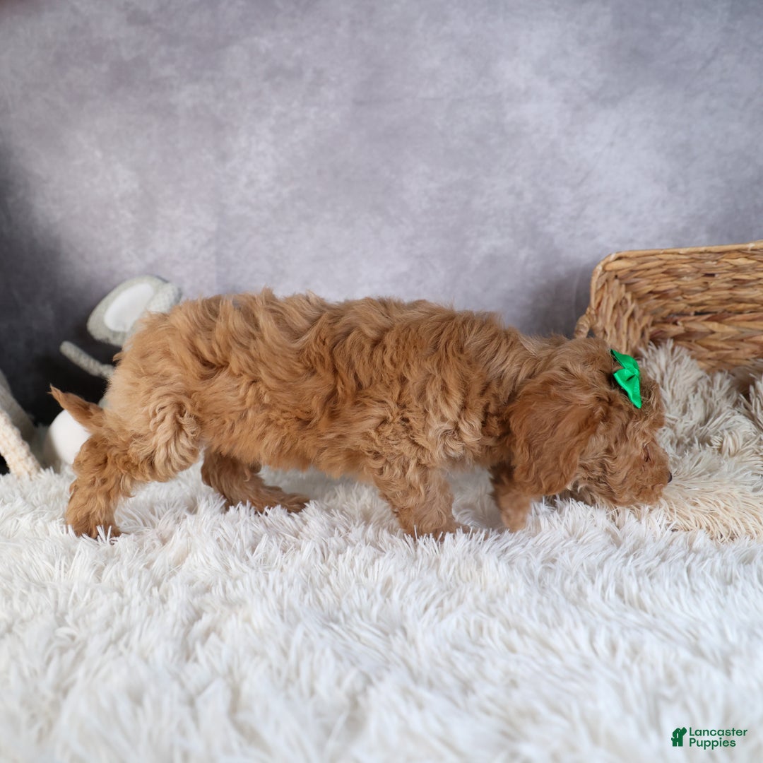 Shihpoo dogs for sale: Elmo - Ad 15