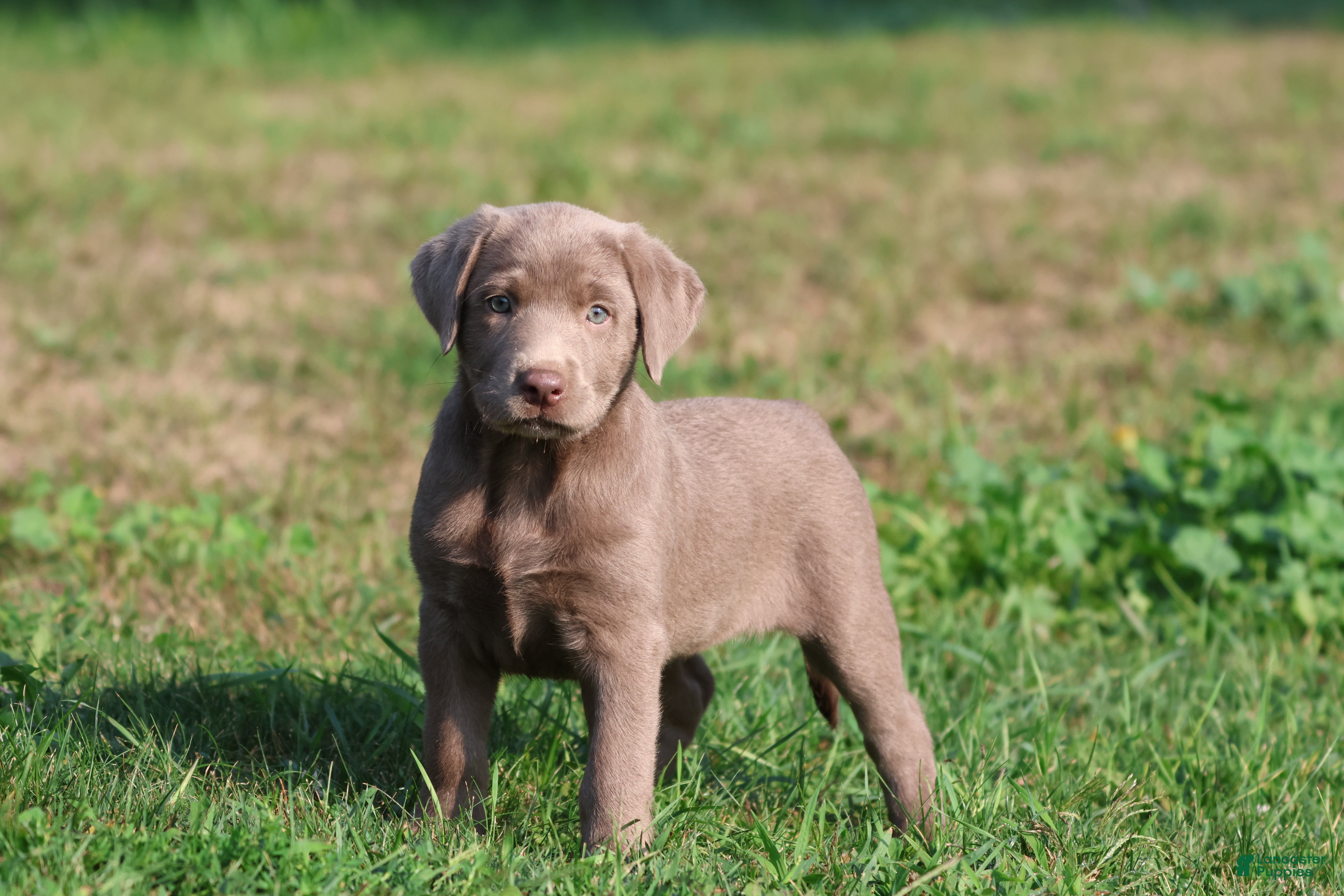 Labrador Retriever dogs DeJa Vu - Ad 1