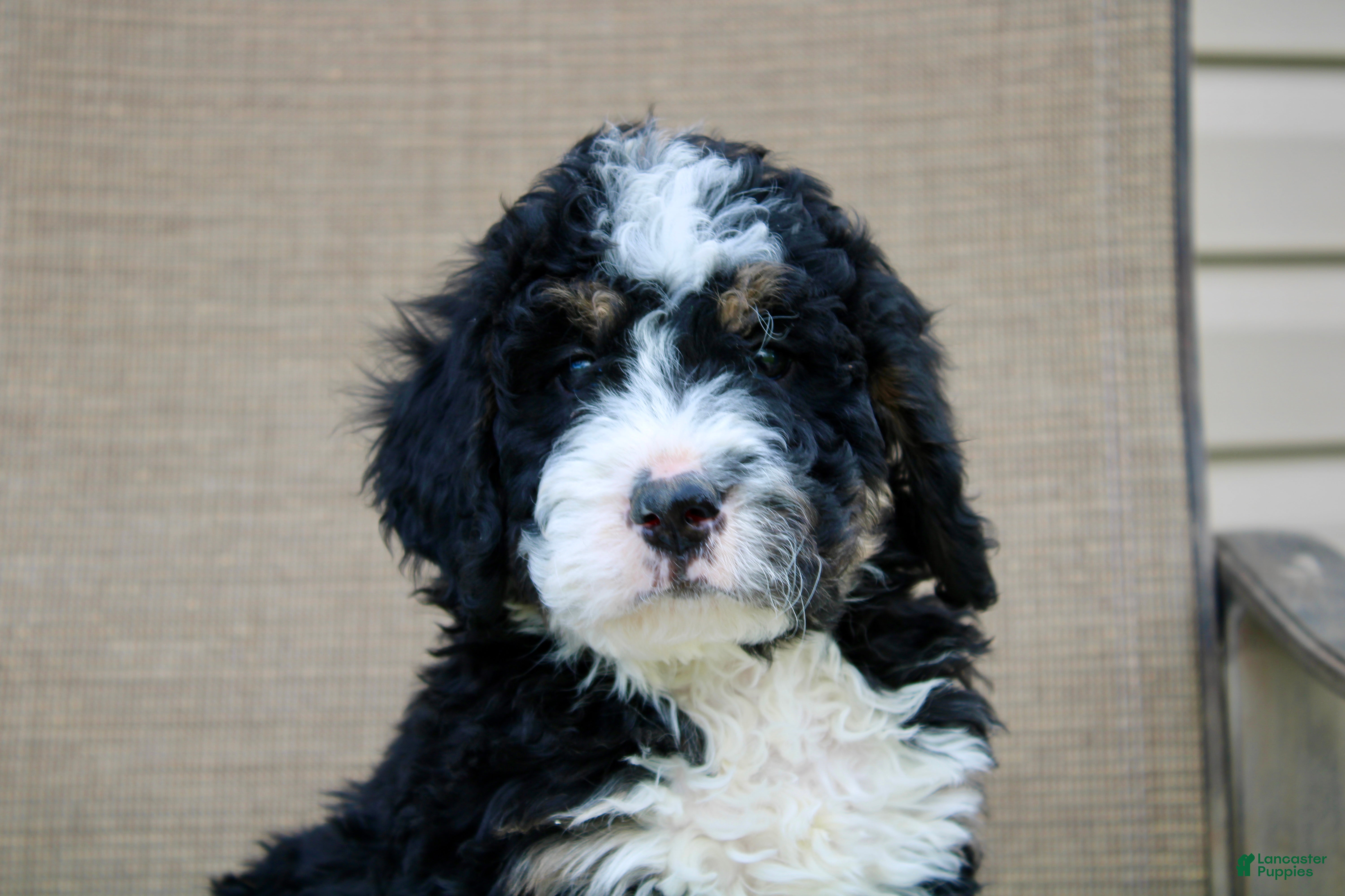 Mini Bernedoodle dogs Parker - Ad 1