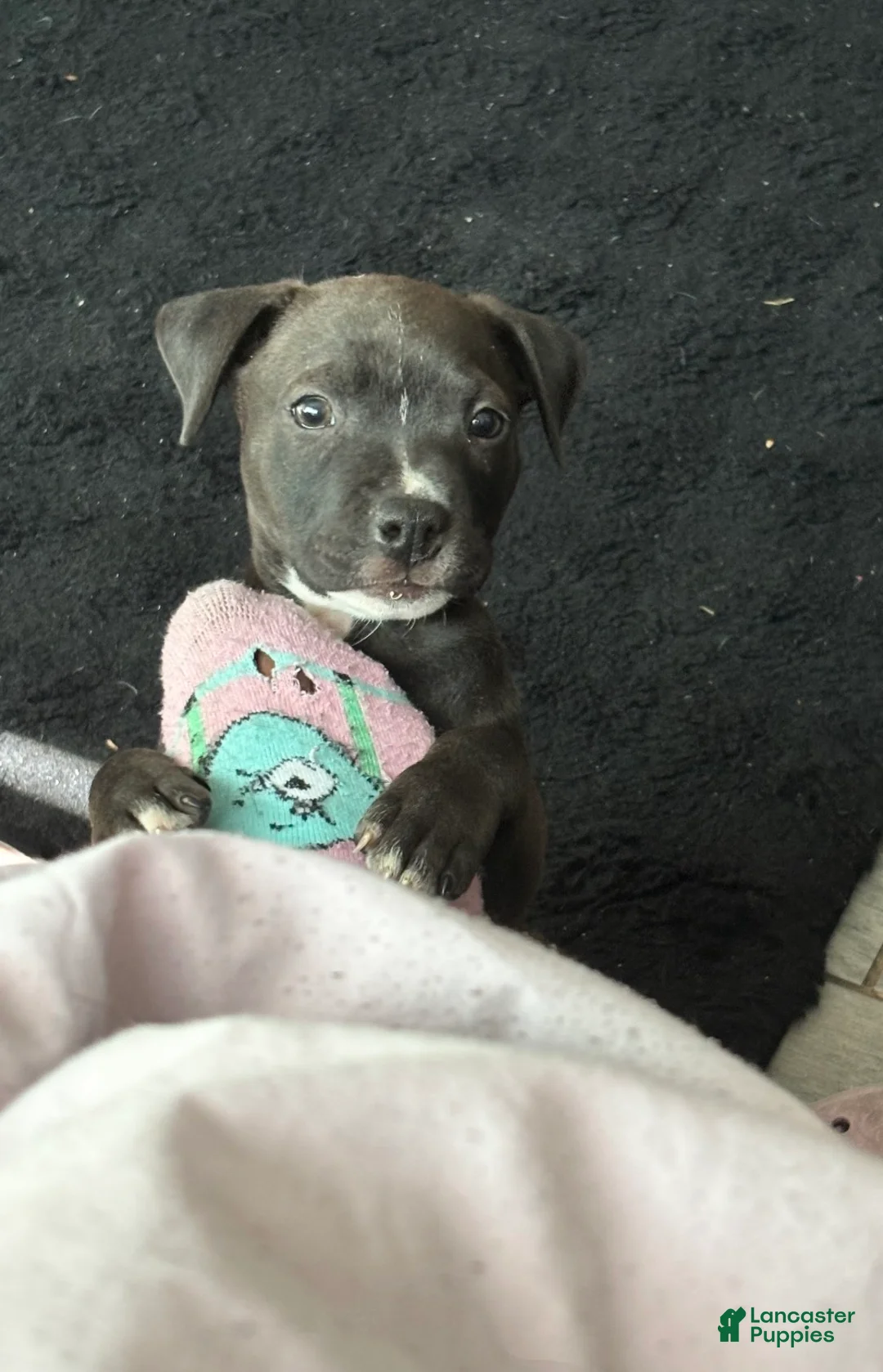 American Pit Bull Terrier dogs for sale: American Pit Bull Terrier Puppy 1 - Ad 2