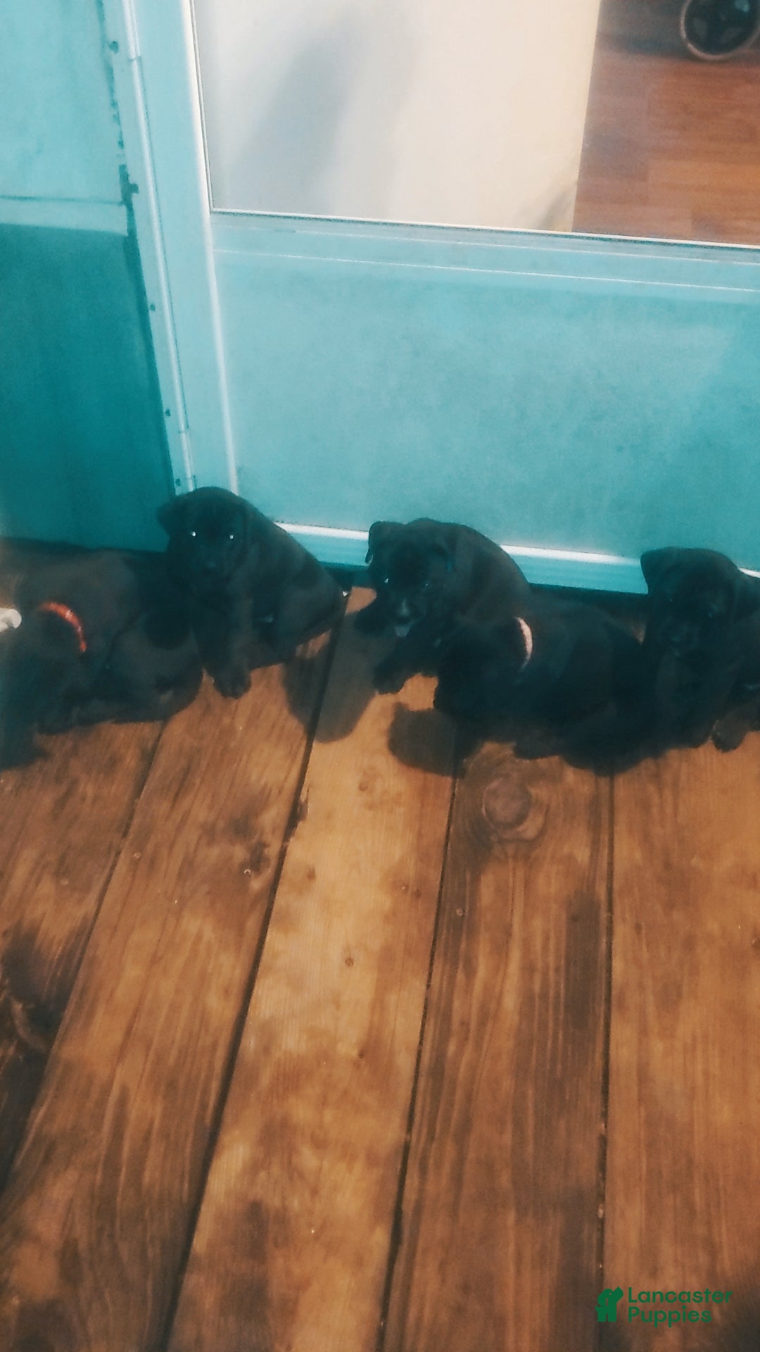 Mixed Breed dogs for sale: BULLADOR  - Ad 1