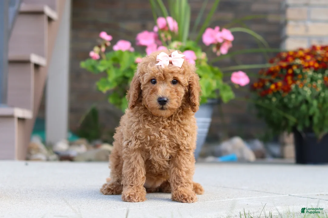 Miniature Labradoodle dogs for sale: Juliet - Ad 4