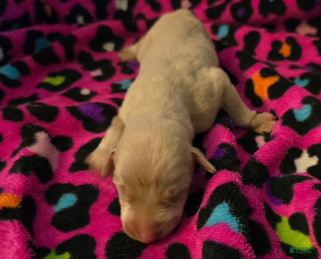 Doberman Pinscher dogs for sale: Shimmer - Ad 2