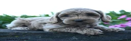 Cockapoo dogs for sale: Poppy - Ad 5