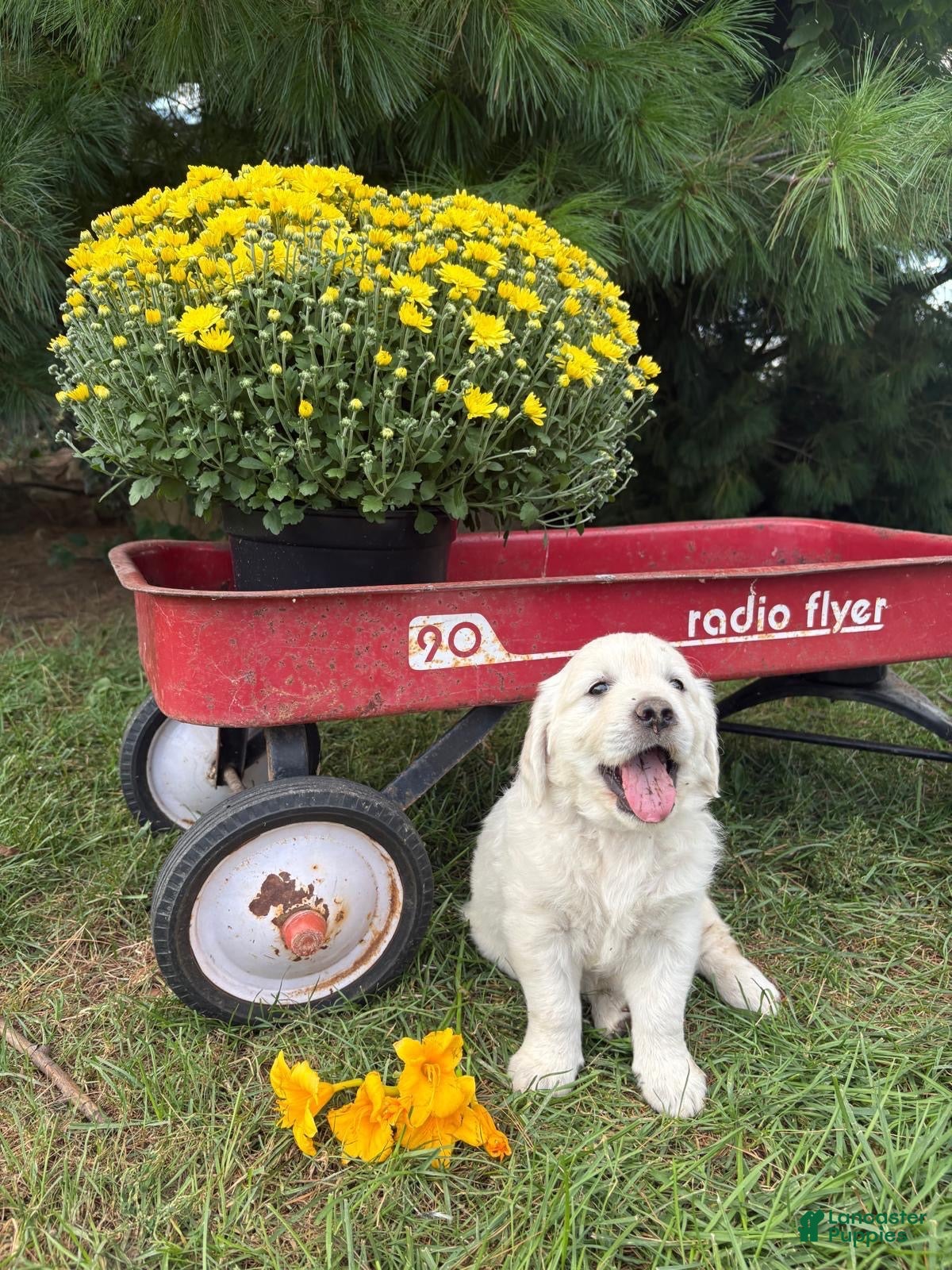 Golden Retriever dogs Lily - Ad 2