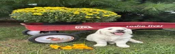 Golden Retriever dogs for sale: Lily - Ad 2