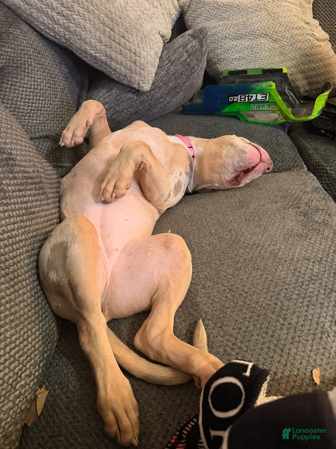 American Bully dogs for sale: American Bully Puppy 2 - Ad 5