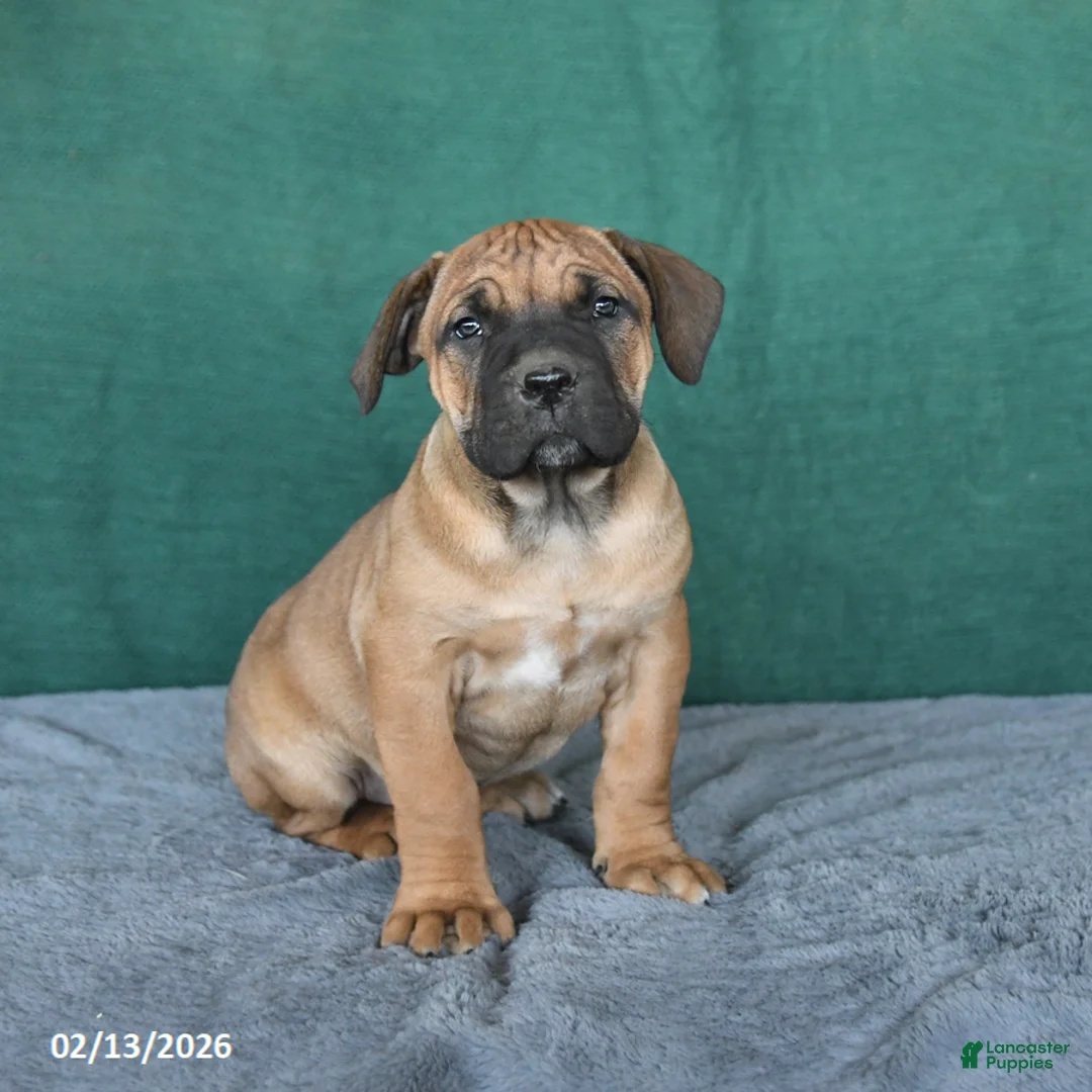South African Boerboels dogs for sale: Amber - Ad 1
